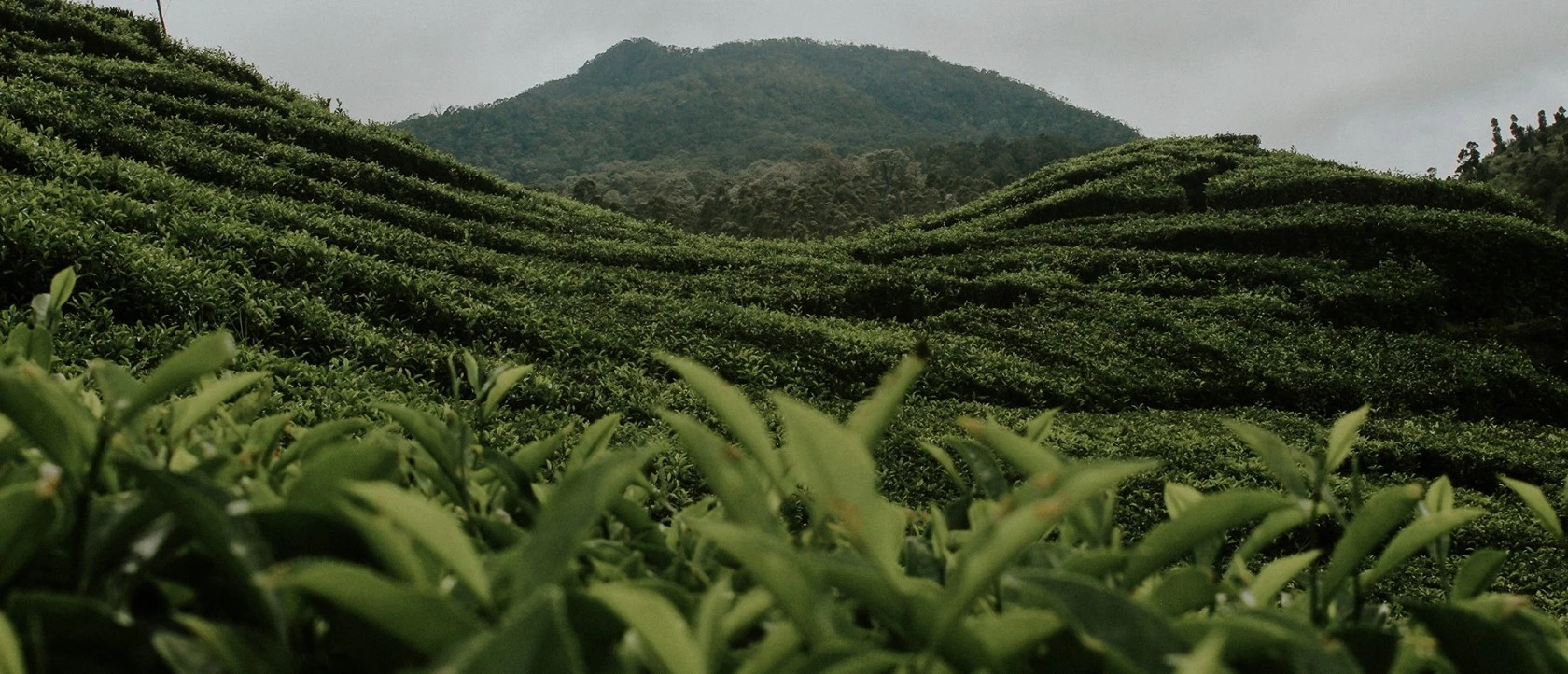 Teeplantagen auf sanften grünen Hügeln mit bewaldeten Bergen und bewölktem Himmel im Hintergrund.