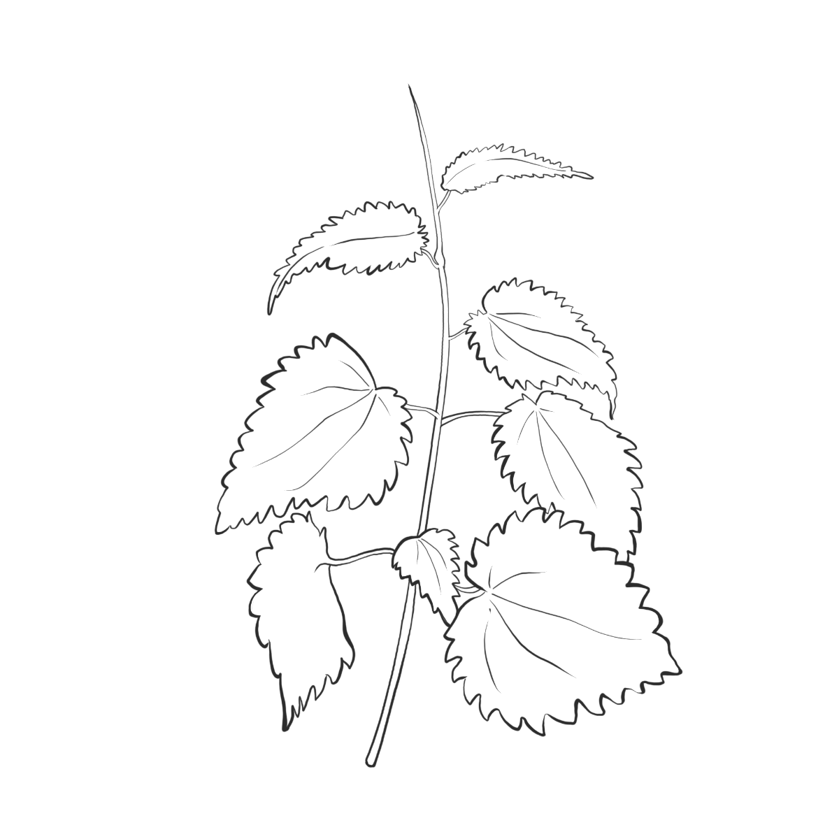 Brennnesselkraut