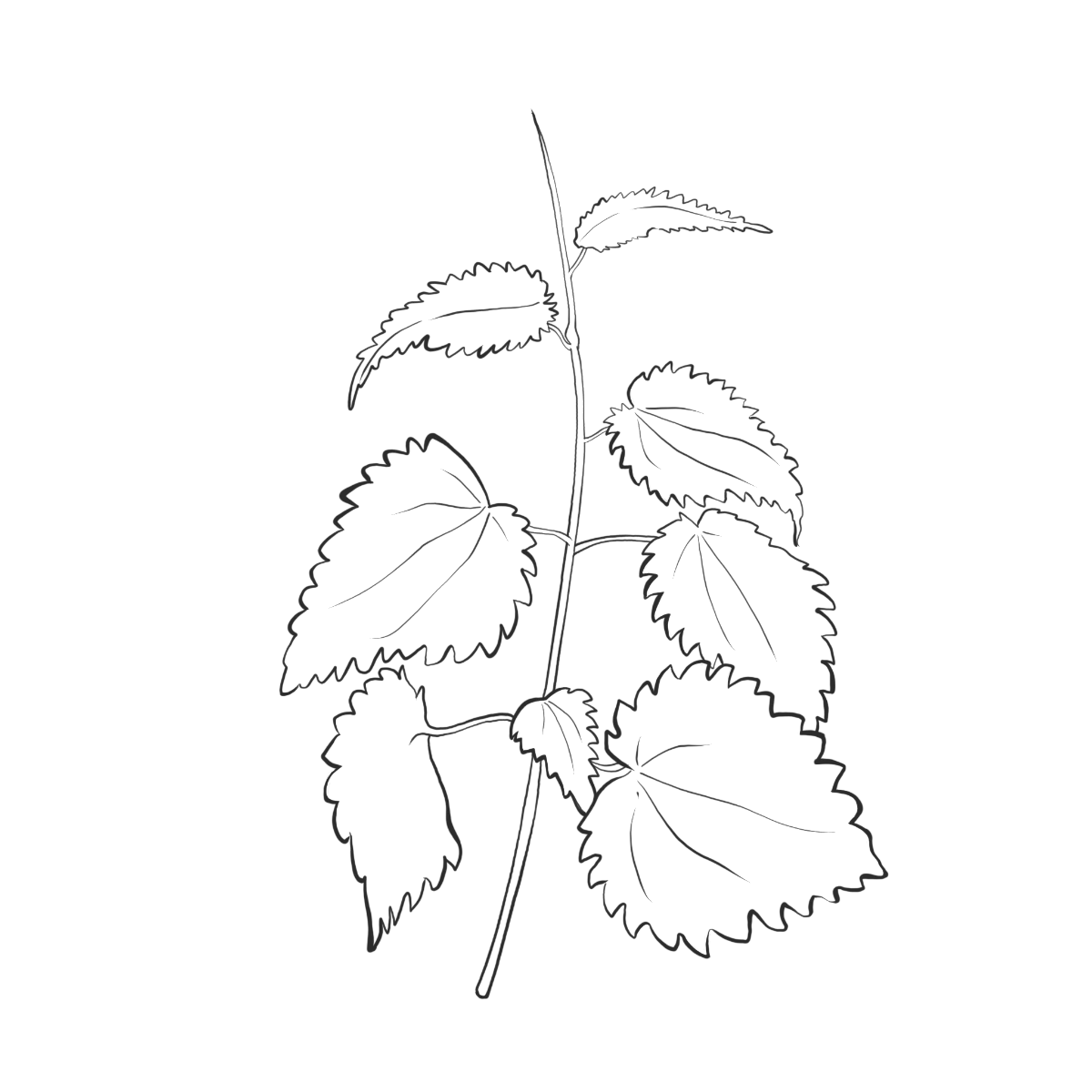 Brennnesselkraut