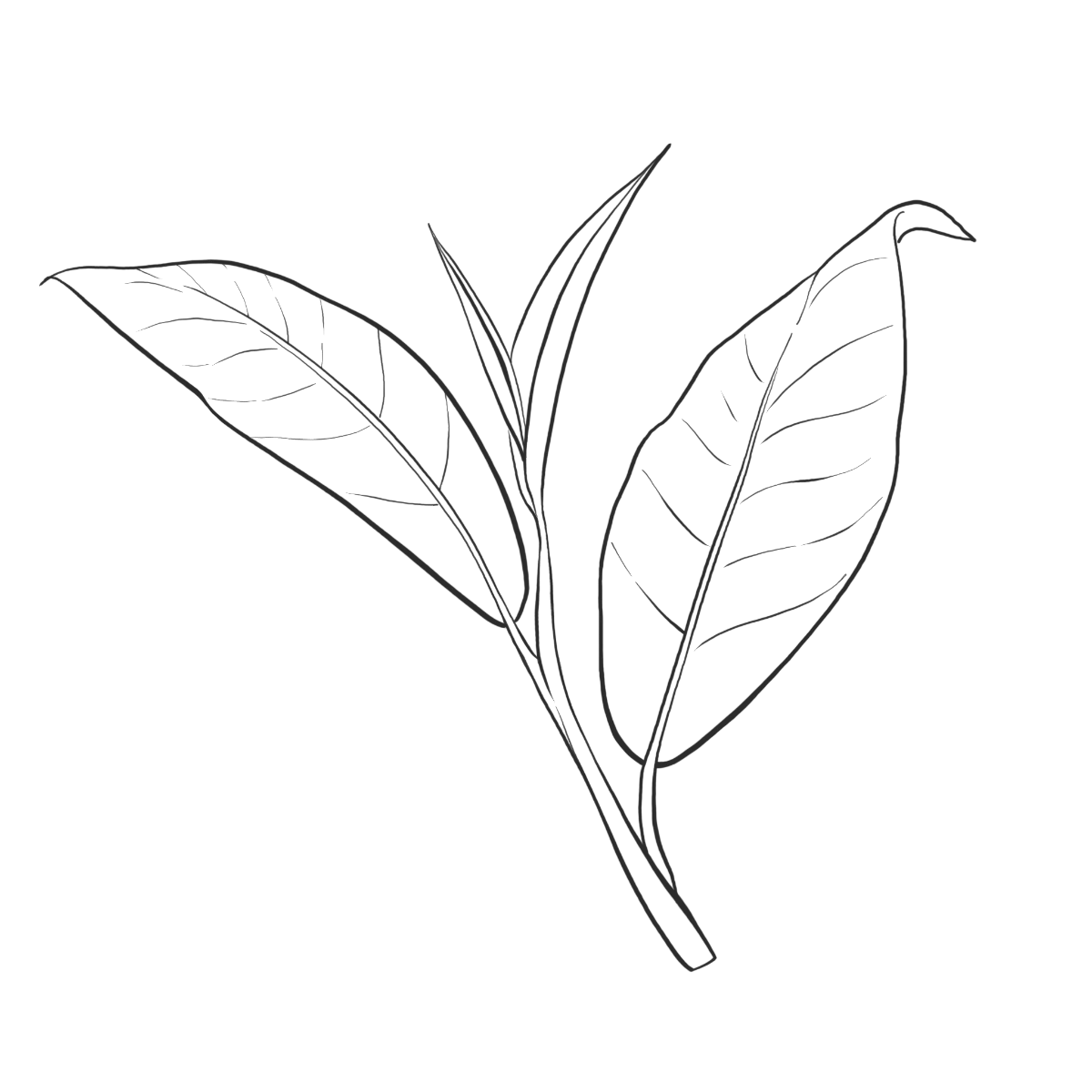 Grüner Tee