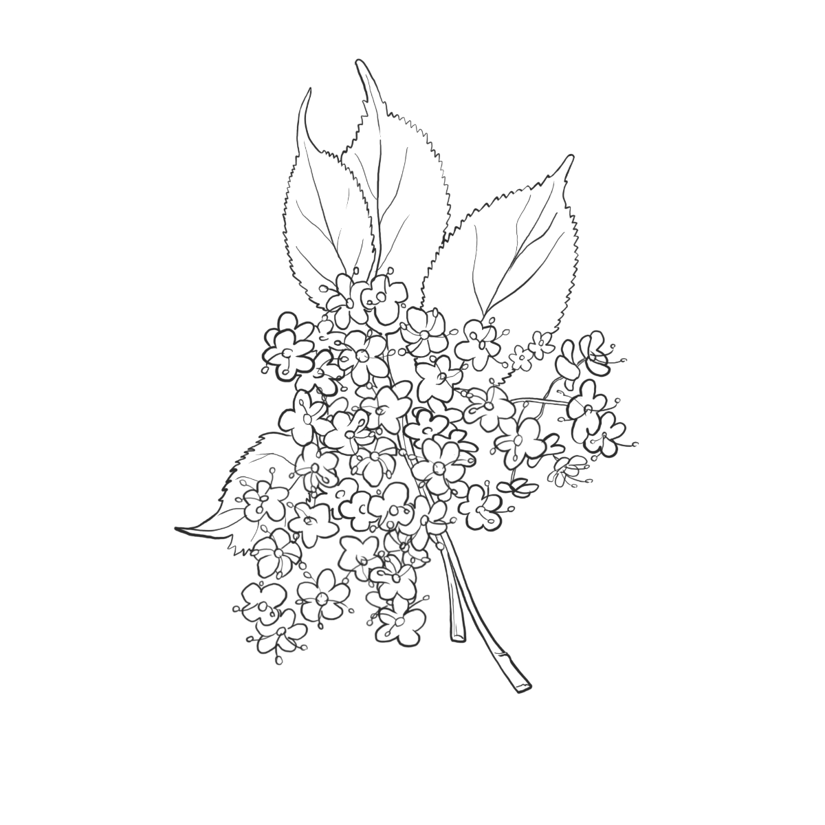 Holunderblüten