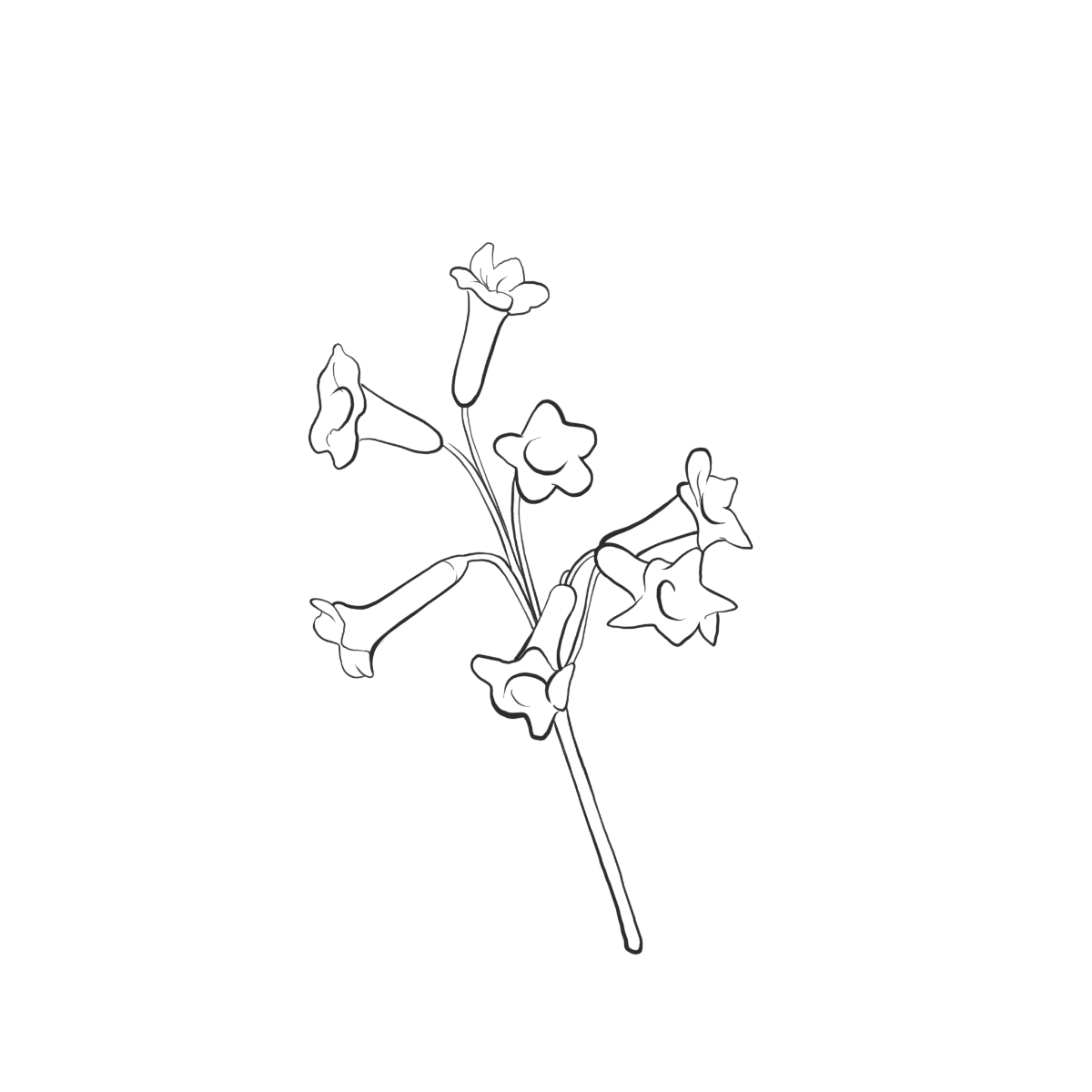 Honigbusch