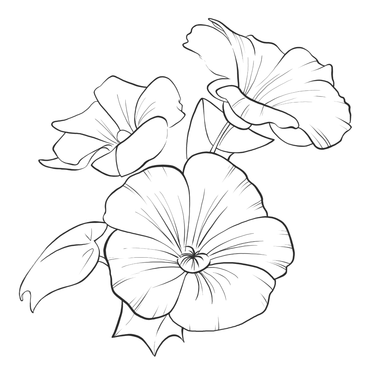 Hibiskus