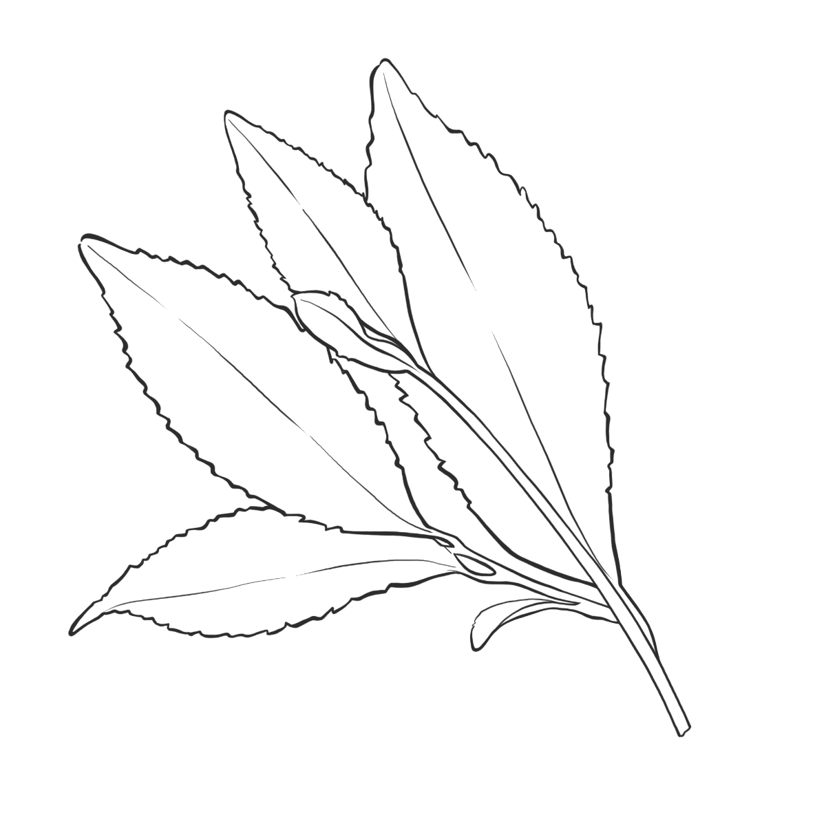 Schwarzer Tee